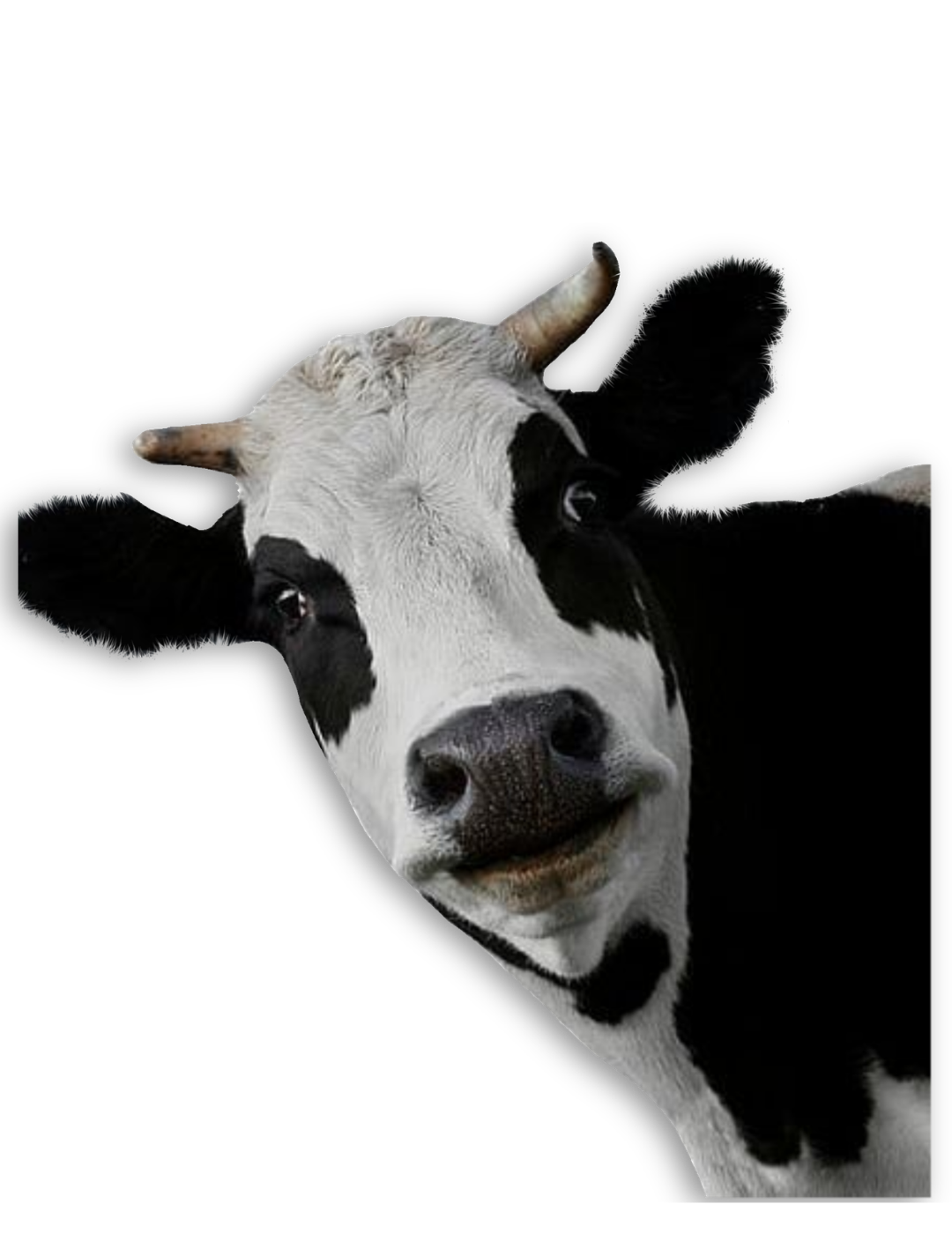 Cow Mascot